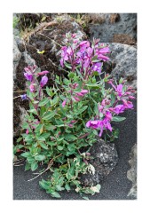 Iceland Day 1  Godafoss on Skalfandafljot River