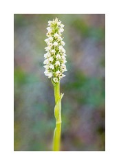 Iceland Day 1  Godafoss on Skalfandafljot River - Northern Green Orchid
