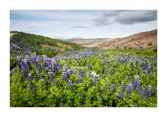 Iceland Day 1  Alaskan Lupins near Aldeyjarfoss