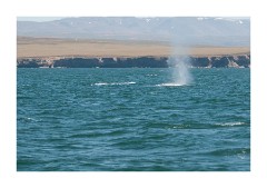 Iceland Day 2  Húsavík Whale Trip   - Blue Whale