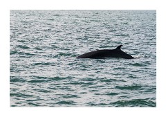 Iceland Day 2  Húsavík Whale Trip - Minke