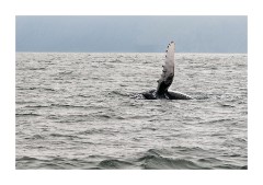 Iceland Day 2  Húsavík  Whale Trip - Humpback Whale