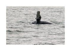 Iceland Day 2  Húsavík  Whale Trip - Humpback Whale
