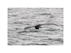 Iceland Day 2  Húsavík  Whale Trip - Humpback Whale