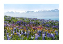 Iceland Day 2  Alaskan Lupins above Húsavík