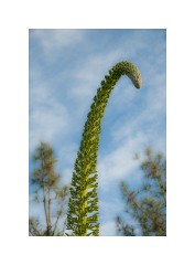 Los Angeles 05  Hancock Park