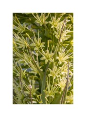 Los Angeles 06  Hancock Park