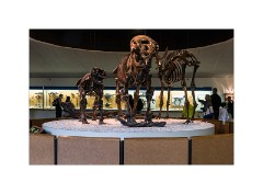 Los Angeles 07  Page Museum showing the animal bones pulled out of the La Brea Tar Pits