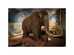 Los Angeles 08  Page Museum showing the animal bones pulled out of the La Brea Tar Pits