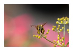 Garden  - Bee in Fennel