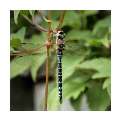 Garden  - Migrant Hawker