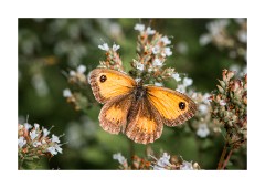 Macro Work August 2012