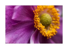 Garden - Japanese Anemone