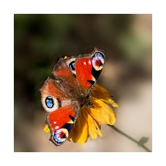 Garden - Peacock Butterfly