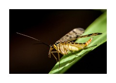 Garden - Scorpion Fly