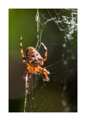 Garden - Spider
