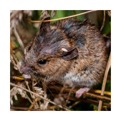 Norfolk Wildlife Photography - Harvest Mouse