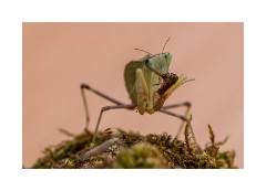 Norfolk Wildlife Photography - Praying Mantis