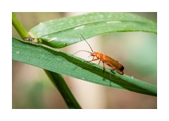Norfolk Wildlife Photography - Red Bug