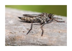 Norfolk Wildlife Photography - bug