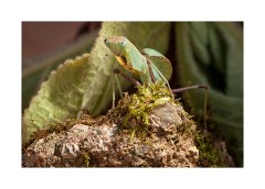Norfolk Wildlife Photography- Praying Mantis