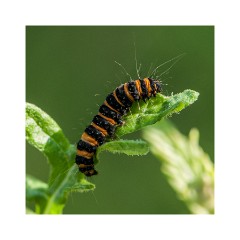 Wild Flower Meadow - Caterpillar
