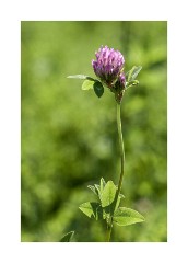 Wild Flower Meadow - Clover