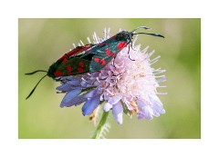 Wild Flower Meadow - Pair of Six Spot Burnets
