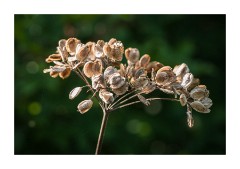 Wild Flower Meadow - Seed Head