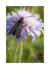 Wild Flower Meadow - Six Spot Burnet
