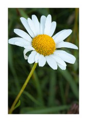 Wild Flower Meadow - Daisy