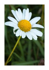 Wild Flower Meadow -Daisy  Wild Flower Meadow- Daisy