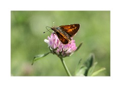 Wild Flower Meadow Butterfly on Clover