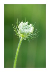 Wild Flower Meadow White and Green
