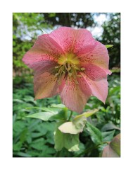 Anglesey Abbey Chrismas Rose