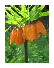 Anglesey Abbey Crown Imperial