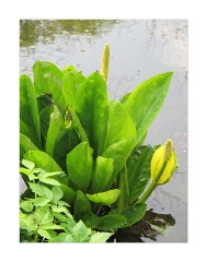 Anglesey Abbey Flowers in the River