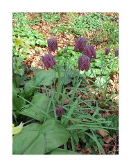 Anglesey Abbey Fratilla