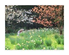 Anglesey Abbey Jess Among the Spring Flowers