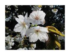 Anglesey Abbey Spring Blossom