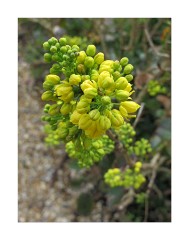Anglesey Abbey Spring Flowers