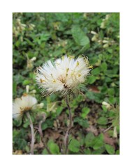 Anglesey Abbey Spring Seeds
