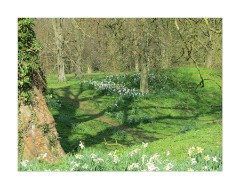 Anglesey Abbey Tree shadows