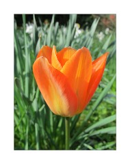 Anglesey Abbey Tulip