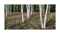 Anglesey Abbey Winter Garden