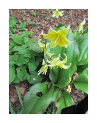 Anglesey Abbey Yellow Spring Flowers