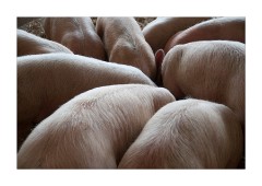 Wimpole Hall Home Farm Feeding Time