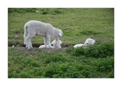 Wimpole Hall Home Farm Mom with Baby Lambs