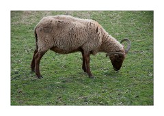 Wimpole Hall Home Farm Sheep