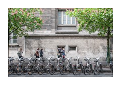 Bikes and Trees in Blossom City Island